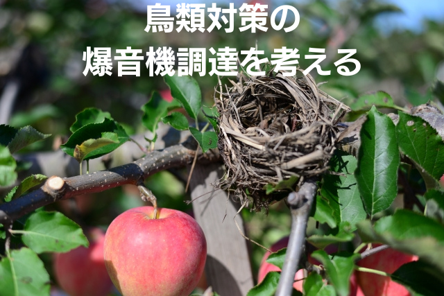 リンゴの木を鳥が狙うイメージ画像